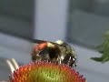 Bumblebee on a Purple Coneflower Bumblebee on a Purple Coneflower