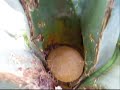 Pulque Casero