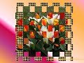 Tulipes-DLDY