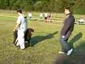 Boyero de Flandes video