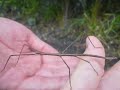 Walking Stick Walking Stick