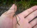 Walking Stick