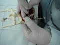 Dentistica 2