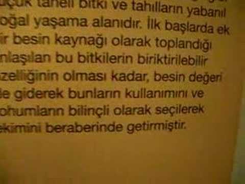 Neolitik dönem