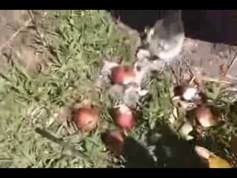 how to grow new potatoes