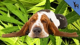 Can Weed Kill Your Dog?