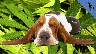 Can Marijuana Poisoning Kill Your Dog Can Marijuana Poisoning Kill Your Dog