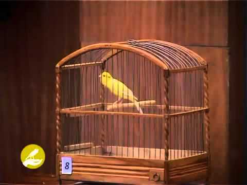 Canary - هذا الكناري من بطولة روسية. انا شخصيا انتج هذا النوع من الكناري الذكي . ممكن تعليم الفراخ اللحن بطريقة العزل و التسميع .