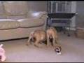 Week 8 Happy Bullmastiff Puppies! 