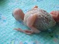 parakeets baby