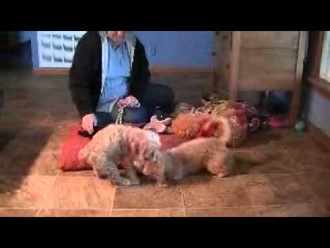 www.KingdomDogs.com