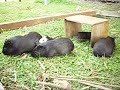 los cobayos sueltos en el patio