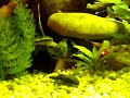 My Labeo Bicolor My Labeo Bicolor
