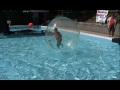Max in the Aqua Ball FIRST IN THE USA!!