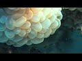 Red Sea: Ras Shona
