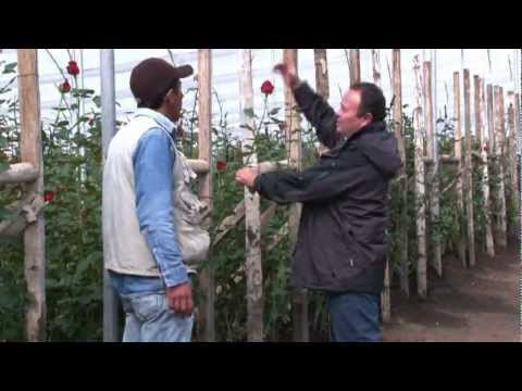 how to grow roses from a stem