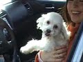 Poodle