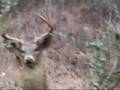 Twenty Five Point Whitetail Buck