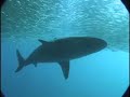 Images from the Sardine Run