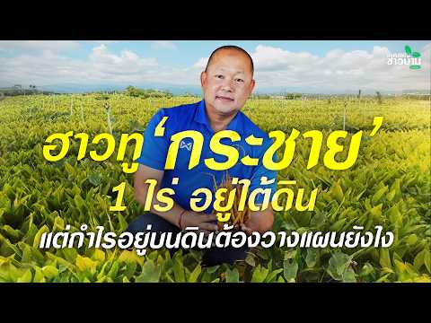 ฮาวทูปลูก ‘กระชาย’ 1 ไร่ อยู่ใต้ดิน แต่กำไรอยู่บนดิน ต้องวางแผนยังไง | เทคโนโลยีชาวบ้าน