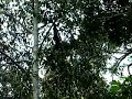 Orang Utan Eating Orang Utan Eating