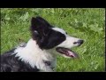 The Working Sheepdog ( Border Collies ) in training Collie