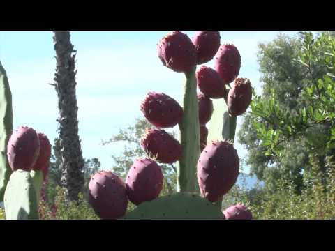 how to fertilize prickly pear