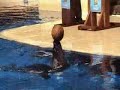 Amazing Ball Control