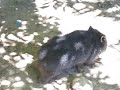 Little Wombat in Australia