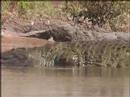 Ruaha National Park in Tanzania - YouTube