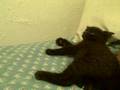 videos de Another Rocco vs. Cho