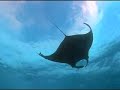 8: Giant Manta Rays of Mexico - Part One