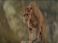 Mensagem  O amor de mãe nos animais.wmv