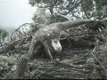 Loch of the Lowes Ospreys 16 May 2012 10.43am - Changeover - Copyright SWT