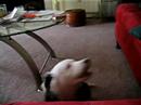Ouzo  - Border Collie Puppy