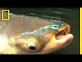 Mekong Giant Catfish