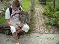 La forêt des singes \las malp-bali