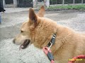 lucky crois� breger de 4 ans � adopter !