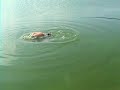 Pr�cticas de pesca con Shadow Bass