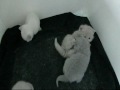 Brits korthaar kitten (bloempjes nest) 4 weken oud