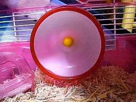 回し車から吹っ飛ぶ子ハムスター