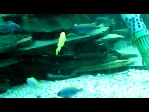 mbuna cichlid tank juvenile acei, yellow labs in a planted tank