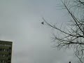 Pigeons, Pigeons culbutant, Takla, Guvercin, Mardin, Kus,