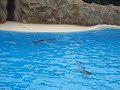 Delfin-Show im Loro Parque, Teneriffa