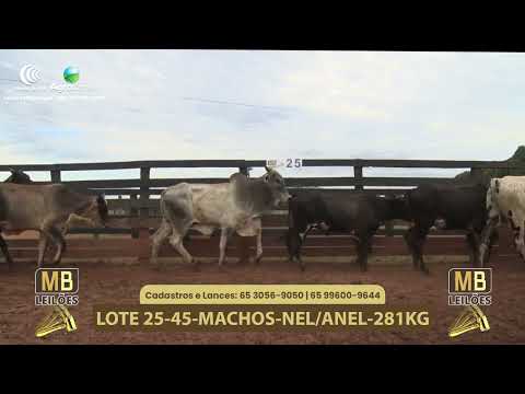 548� LEIL�O VIRTUAL MB LEIL�ES