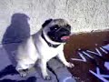 Chicho guadalcazar !!!!!!