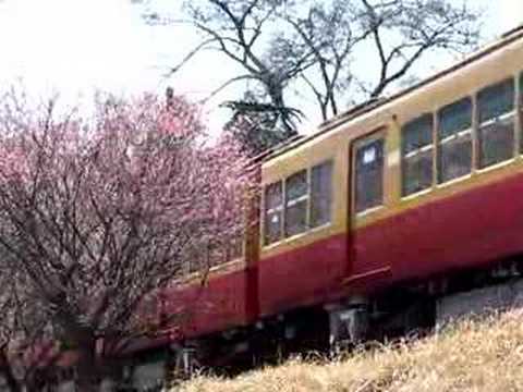 田野口の梅④