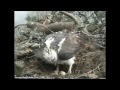 Loch of the Lowes Ospreys, 20.04.2012. The third egg..wmv