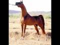 Jerrys arabian bloodline-- you're the one that I want