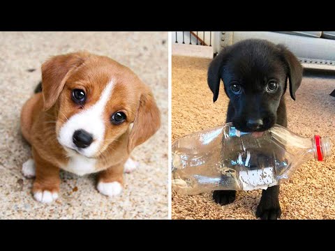 Cute baby animals Videos Compilation cutest moment of the animals - Cutest Puppies 2